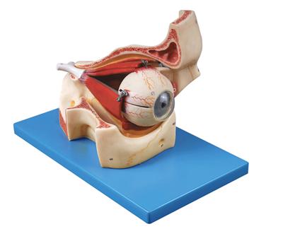 眼球与眼眶放大模型