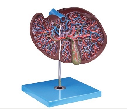 肝、胆囊放大模型