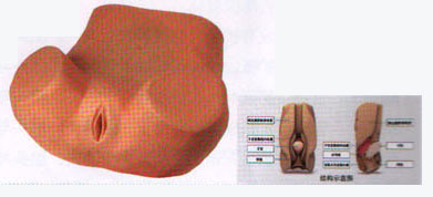 阴道后窟窿穿刺模型