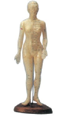 人体针灸模型(女性)