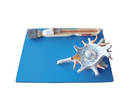 神经元放大模型