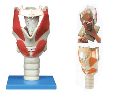 喉结构与功能放大模型