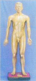 人体针灸模型|针灸铜人