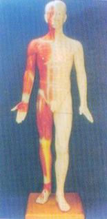 中医针灸模型|半皮肤人体针灸模型（170CM　）