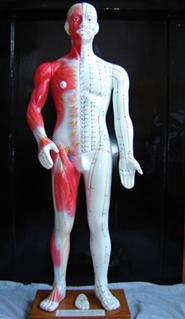 医学针灸模型|半皮肤人体针灸模型（十四经穴模型84CM）