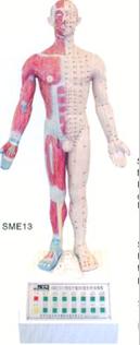 人体针灸教学模型|电动语言十四经穴针灸模型