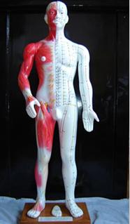 中医人体针灸穴位模型|半皮肤人体针灸模型（十四经穴模型68CM）