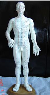 人体针灸模型（人体针灸经穴奇穴模型50CM）
