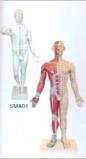 中医人体针灸模型|十四经穴电动针灸模型