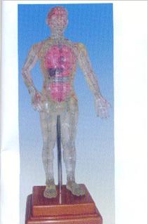 针灸模型|透明人体针灸模型（透明可见内脏针灸穴位模型50CM）