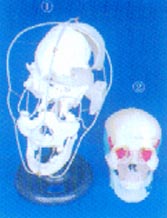 颅骨骨性分离模型