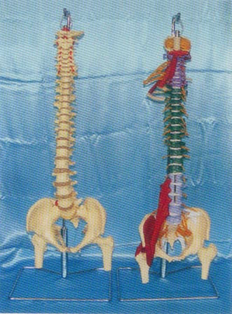 大型软脊椎挂座豪华模型、多功能软脊椎综合演示模型
