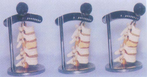脊椎活动变化演示模型