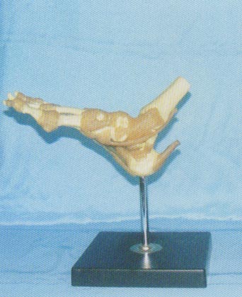 高级手关节功能模型