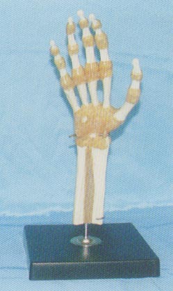 高级脚掌关节功能模型