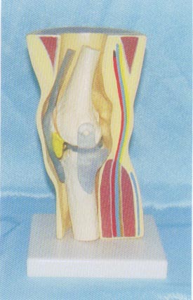 中型膝关节功能模型包皮肤膝肌肉演示模型