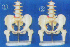 成人女性盆骨附五节腰椎和半腿骨模型