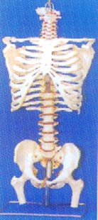 大型成人带后枕骨、脊椎、胸腔、椎间盘、神经、髋骨、髋关节豪华挂座模型