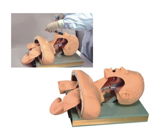 高级人体气管插管训练模型