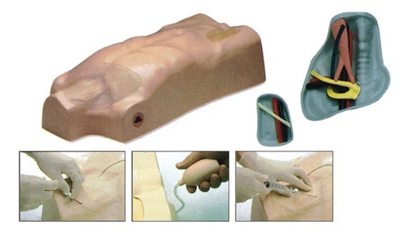 中心静脉注射穿刺躯干训练模型