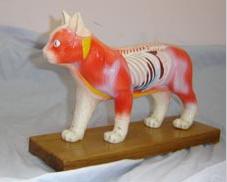 针灸模型|动物针灸模型(猫体针灸教学模型)