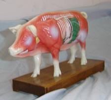 针灸模型|动物针灸模型(猪体针灸教学模型)