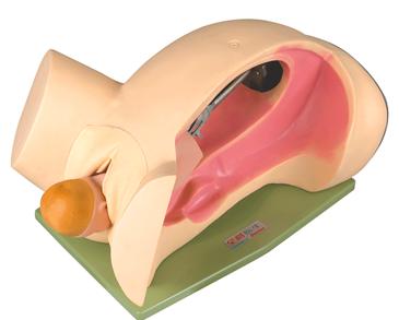 分娩机转示教模型