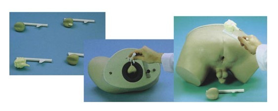 前列腺检查模型