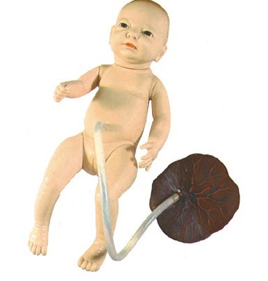 高级新生儿脐带护理模型