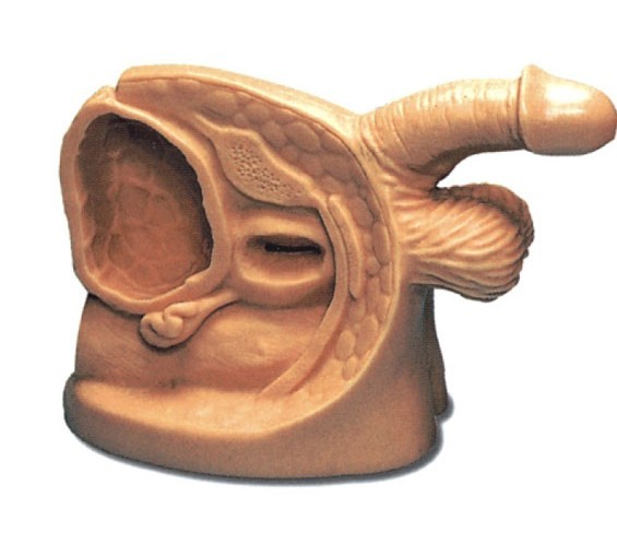 高级男性导尿外生殖器模型