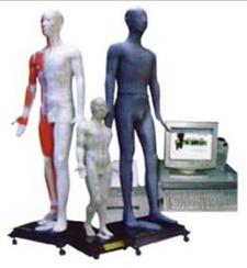 人体针灸模型|光电感应键控人体针灸穴位发光模型