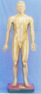 人体针灸模型|针灸铜人