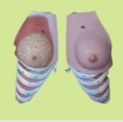 女性乳房解剖模型