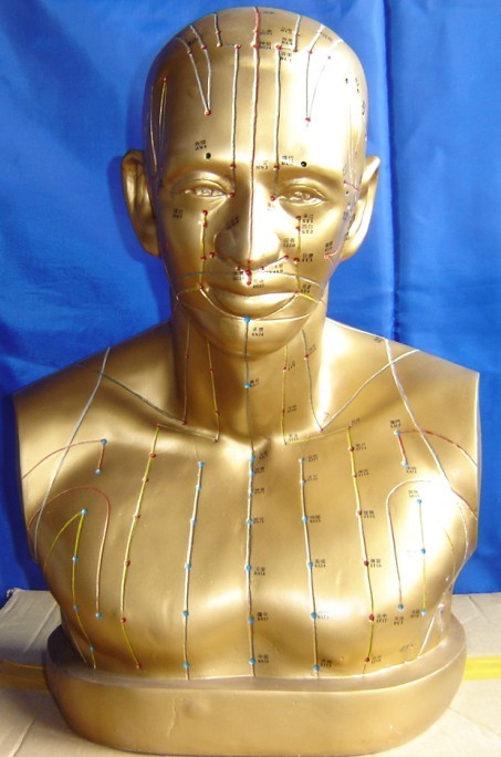 自然大头部针灸穴位模型|半身头部针灸模型