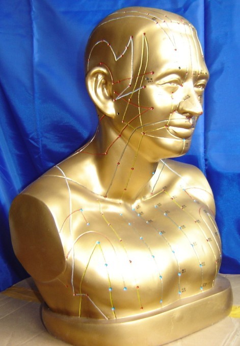 自然大头部针灸穴位模型|半身头部针灸模型