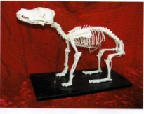 狗骨骼模型