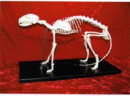 猫骨骼模型