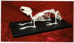 兔骨骼模型