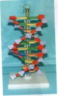 小型DNA结构模型