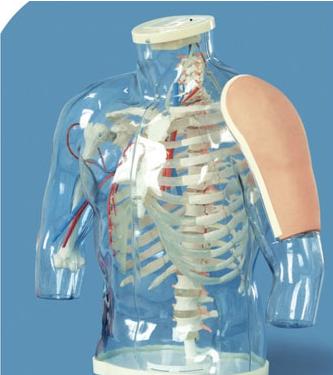 高级上臂肌肉注射及对比模型（带检测警示系统）