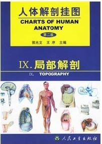 医学挂图|人体彩色挂图|人体解剖挂图(局部解剖)