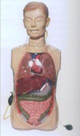 多功能透明洗胃训练模型