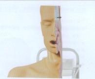 高级吞咽机制模型