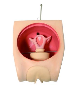 高级计划生育教育模型