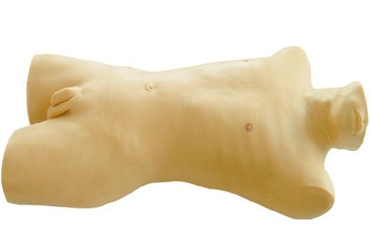 骨髓穿刺训练模型