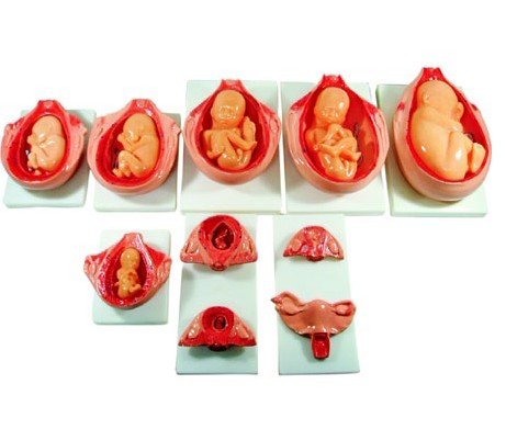 高级妊娠胚胎发育过程模型