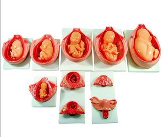 上海胎儿妊娠发育过程模型