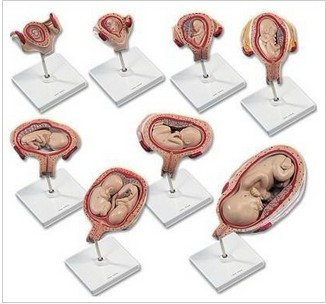 上海妊娠胚胎发育过程模型（8件/套）