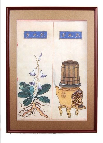 地黄 中药炮制图
