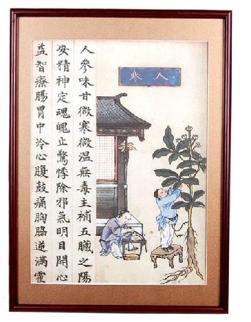 人参 草药炮制图